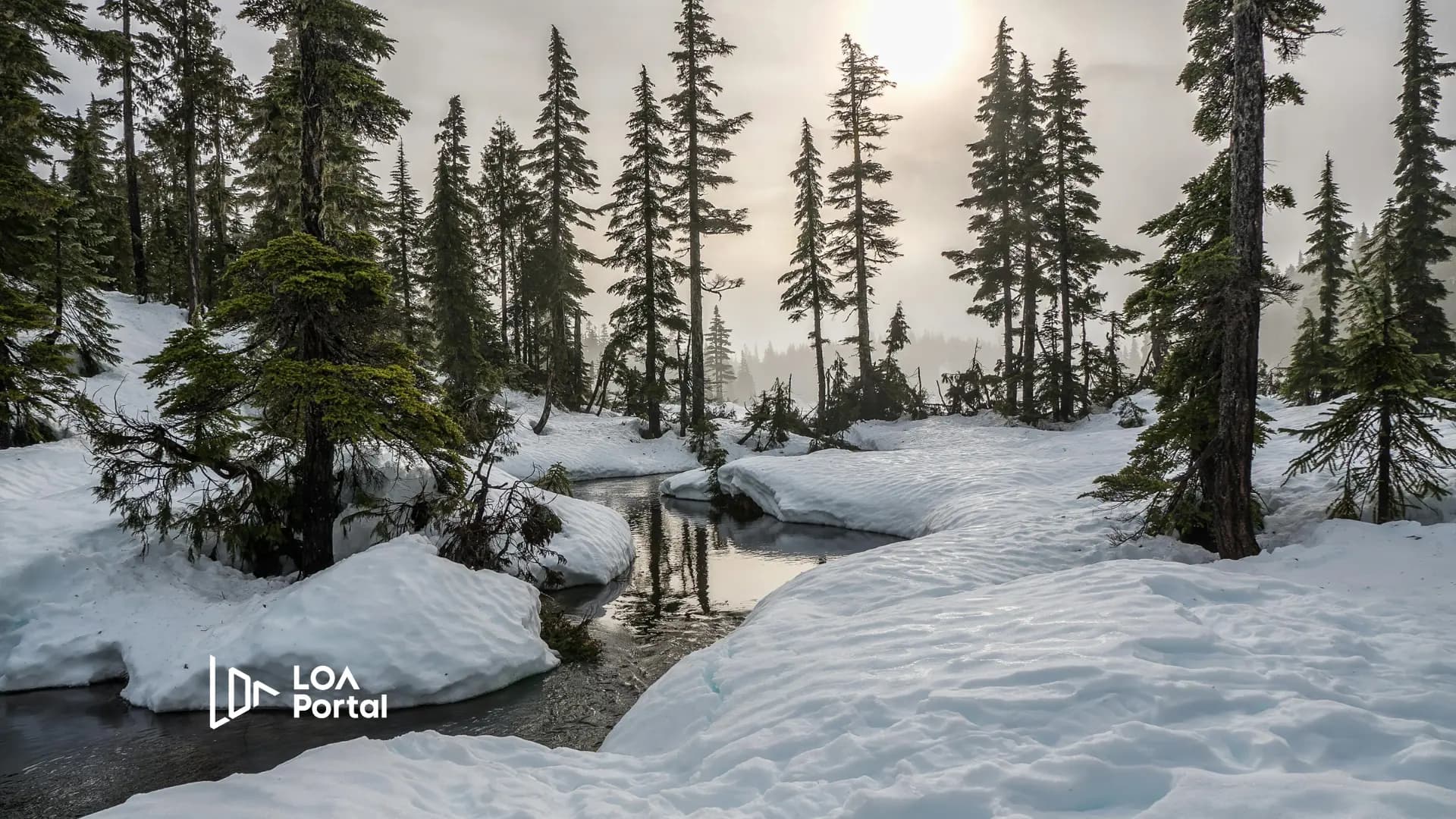 Canada Dự Kiến Cắt Giảm hơn 50% Giấy Phép Du Học